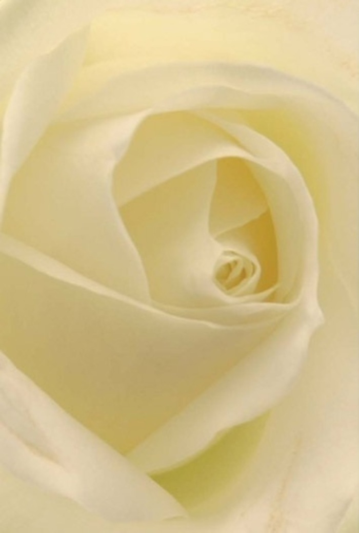 Beholding this flawless white rose-a classic symbol hand-selected by an expert Crofton Park florist-one is drawn into a world of tranquility, elegance, and subtlety. The close-up view magnifies the intricate interplay between softness and structure, as creamy petals layer upon one another in a serene, spiraling embrace. Light seems to flow through each delicately curved petal, bestowing the bloom with a luminosity akin to the golden hour that touches Crofton Park's familiar green spaces. Shades of milk-white and gentle cream merge imperceptibly, reflecting the peace that pervades a thoughtful gesture-whether as a centrepiece at a wedding in St Hilda's Church, a sincere apology, or a romantic declaration whispered along Brockley Grove. The spiraled heart of the rose suggests both purity and resiliency, mirrored in the subtle gradations of shadow and light that elevate its natural beauty. There is a clean, gentle fragrance imagined here, imbued with the floral shop's signature attention to detail. Each petal, precisely arranged, is luminous yet strong, reflecting the care and experience cultivated at Crofton Park Florist. This bloom, radiant and serene, transcends mere decoration, offering a sensory and emotional anchor to whatever heartfelt moment inspired its choice.